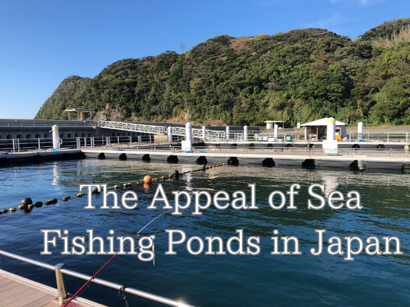 Fishing Report from a Sea Fishing Pond in Japan